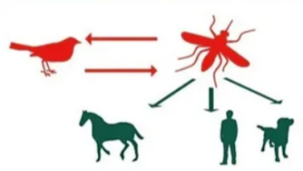 Памятка "Лихорадка Западного Нила".